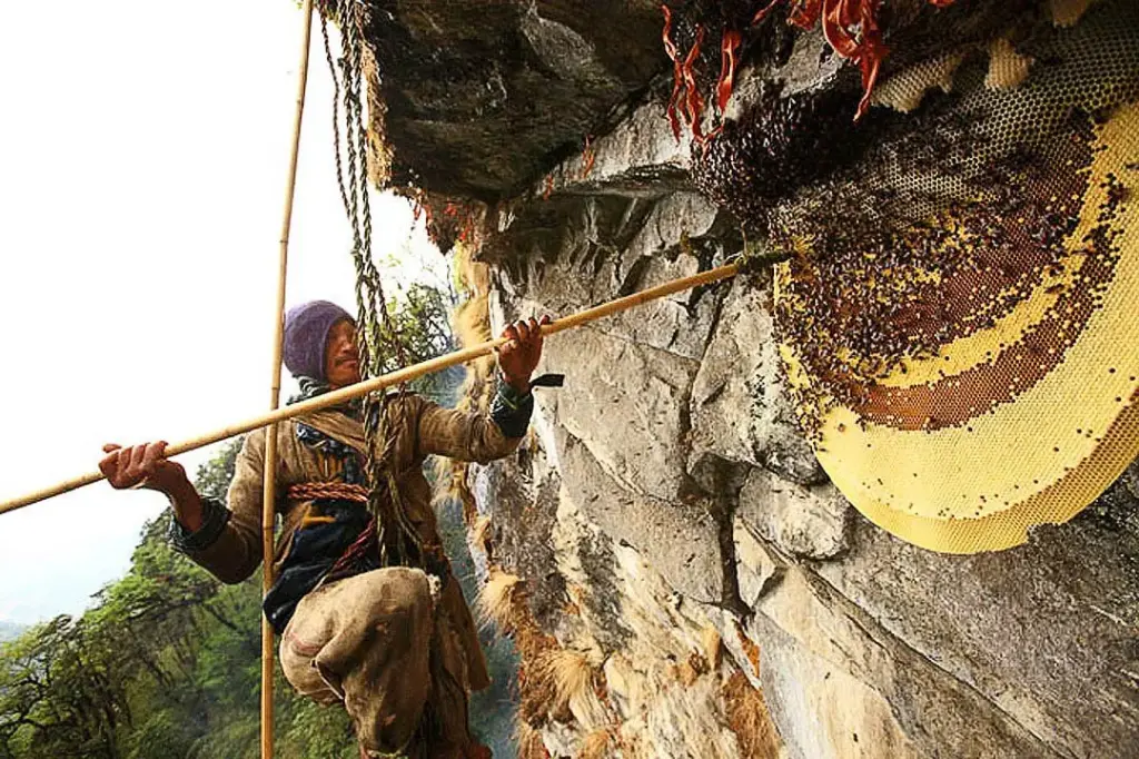 Mad Honey (Nepal)