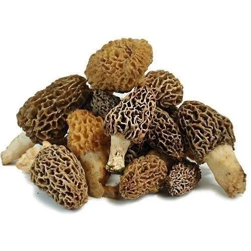 Gucci Himalayan Mushrooms (Products)